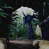 Haunted Corn Maze - Carlsbad Strawberry Company  photo