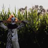 Haunted Corn Maze - Carlsbad Strawberry Company  photo