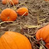 Two Brothers Pumpkins photo