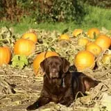 Two Brothers Pumpkins photo