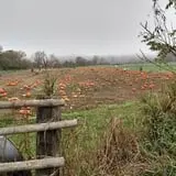 Two Brothers Pumpkins photo