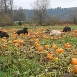 Two Brothers Pumpkins photo