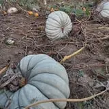 Two Brothers Pumpkins photo