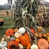 Two Brothers Pumpkins photo