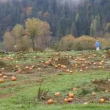 Two Brothers Pumpkins photo