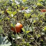 Two Brothers Pumpkins photo