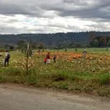Two Brothers Pumpkins photo