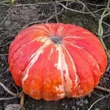 Two Brothers Pumpkins photo