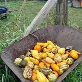 Two Brothers Pumpkins photo