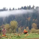 Two Brothers Pumpkins photo