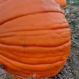 Two Brothers Pumpkins photo