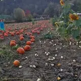 Two Brothers Pumpkins photo
