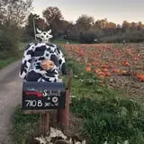 Two Brothers Pumpkins photo