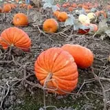 Two Brothers Pumpkins photo