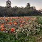 Two Brothers Pumpkins photo