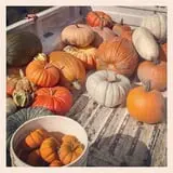 Two Brothers Pumpkins photo