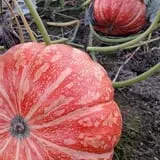 Two Brothers Pumpkins photo