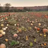 Two Brothers Pumpkins photo