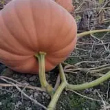 Two Brothers Pumpkins photo