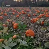 Two Brothers Pumpkins photo