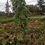 Two Brothers Pumpkins photo