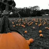 Two Brothers Pumpkins photo