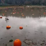 Two Brothers Pumpkins photo