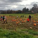 Two Brothers Pumpkins photo