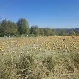 Two Brothers Pumpkins photo