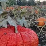 Two Brothers Pumpkins photo