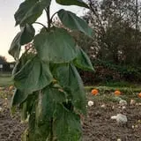 Two Brothers Pumpkins photo
