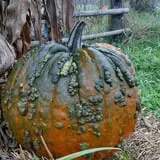 Two Brothers Pumpkins photo