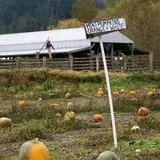 Two Brothers Pumpkins photo
