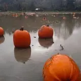 Two Brothers Pumpkins photo