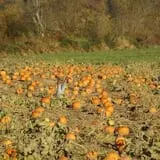Two Brothers Pumpkins photo