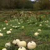 Two Brothers Pumpkins photo