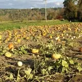 Two Brothers Pumpkins photo