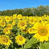 Middle Springs Farm  photo
