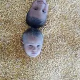 Britt's Garden Acres Scary Maze photo