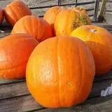 Britt's Garden Acres Scary Maze photo