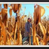 Britt's Garden Acres Scary Maze photo