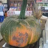 Britt's Garden Acres Scary Maze photo