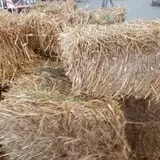 Britt's Garden Acres Scary Maze photo