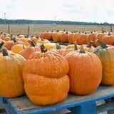 Britt's Garden Acres Scary Maze photo