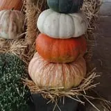 Britt's Garden Acres Scary Maze photo