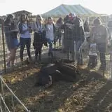 Britt's Garden Acres Scary Maze photo