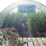 Cullen Pumpkin Farm photo