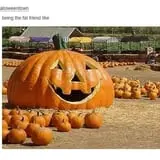 Cullen Pumpkin Farm photo