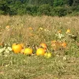 Cullen Pumpkin Farm photo