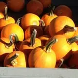 Cullen Pumpkin Farm photo